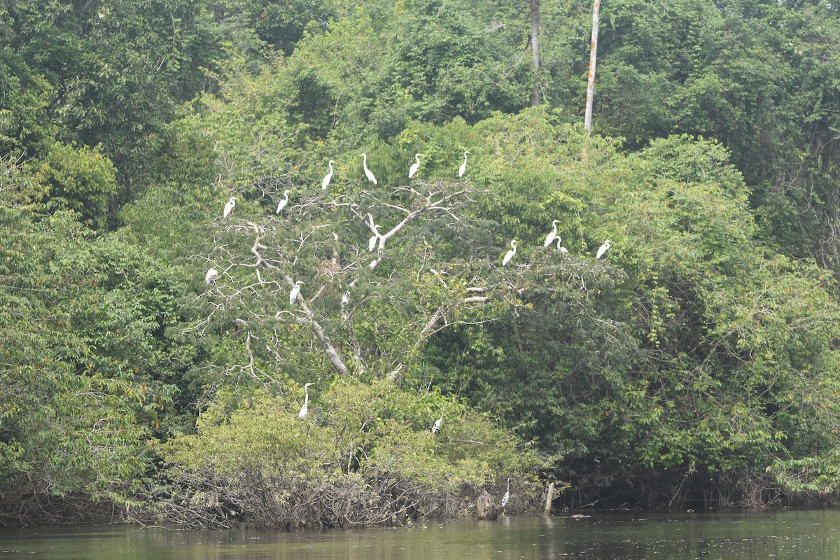 volavka bílá - ML647360064