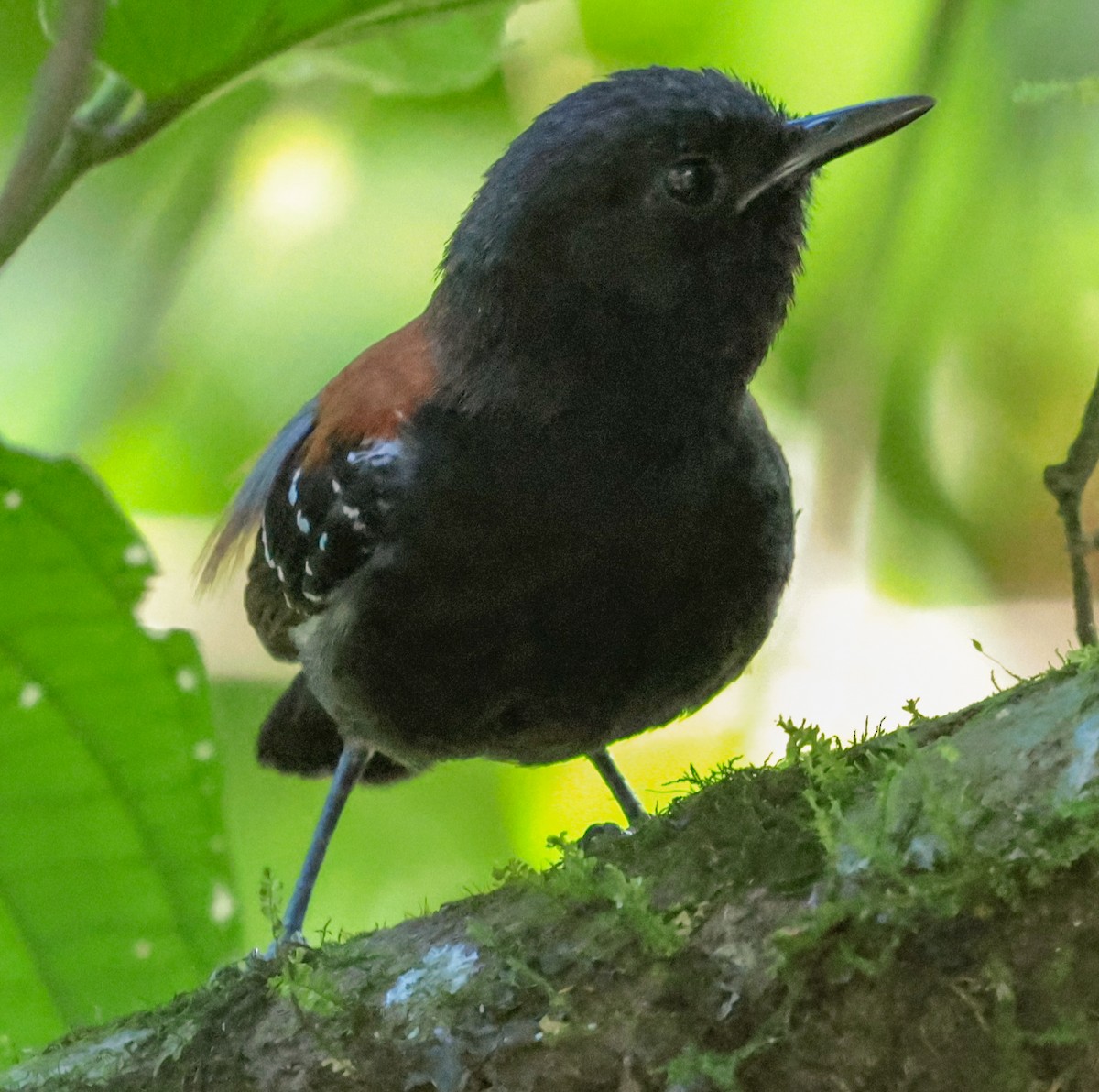 Black-hooded Antwren - ML647360065