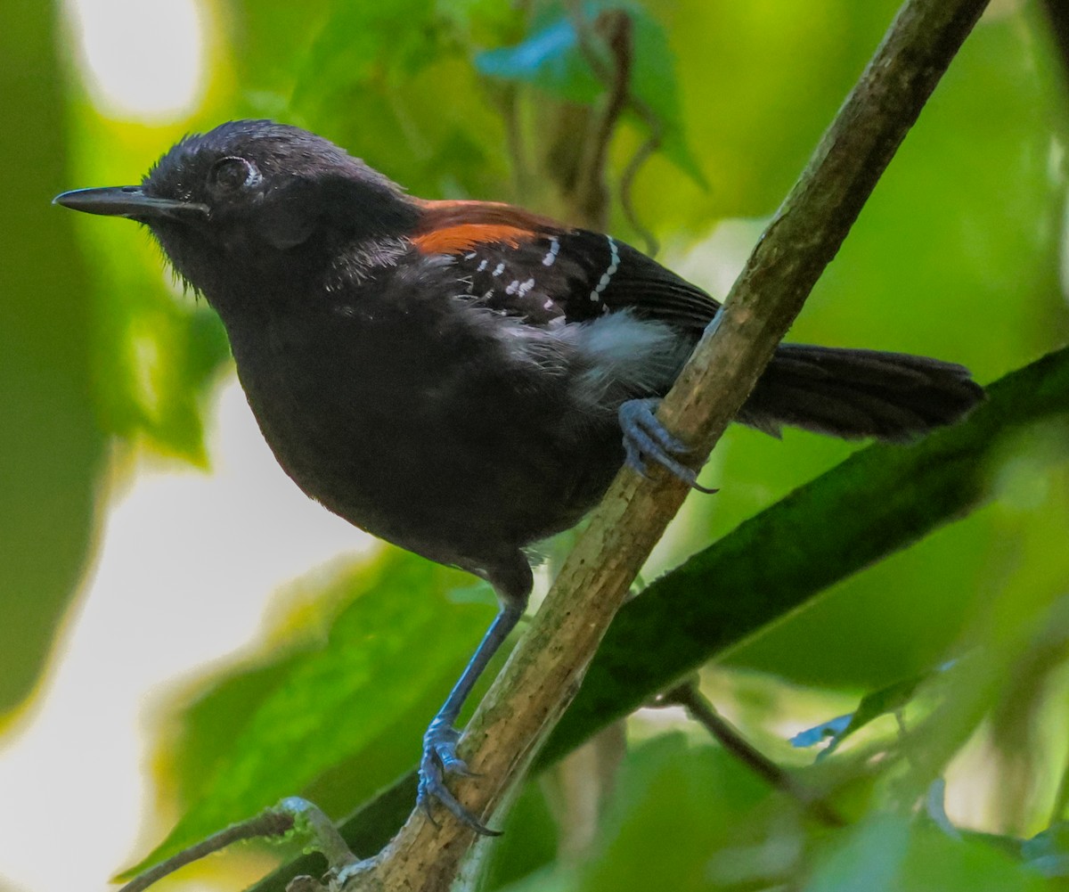 Black-hooded Antwren - ML647360066