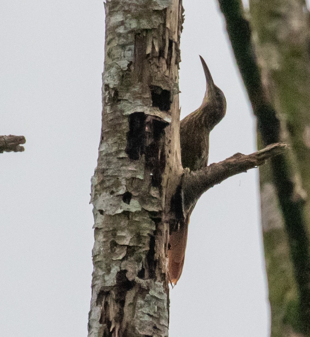 Cocoa Woodcreeper - ML647360081