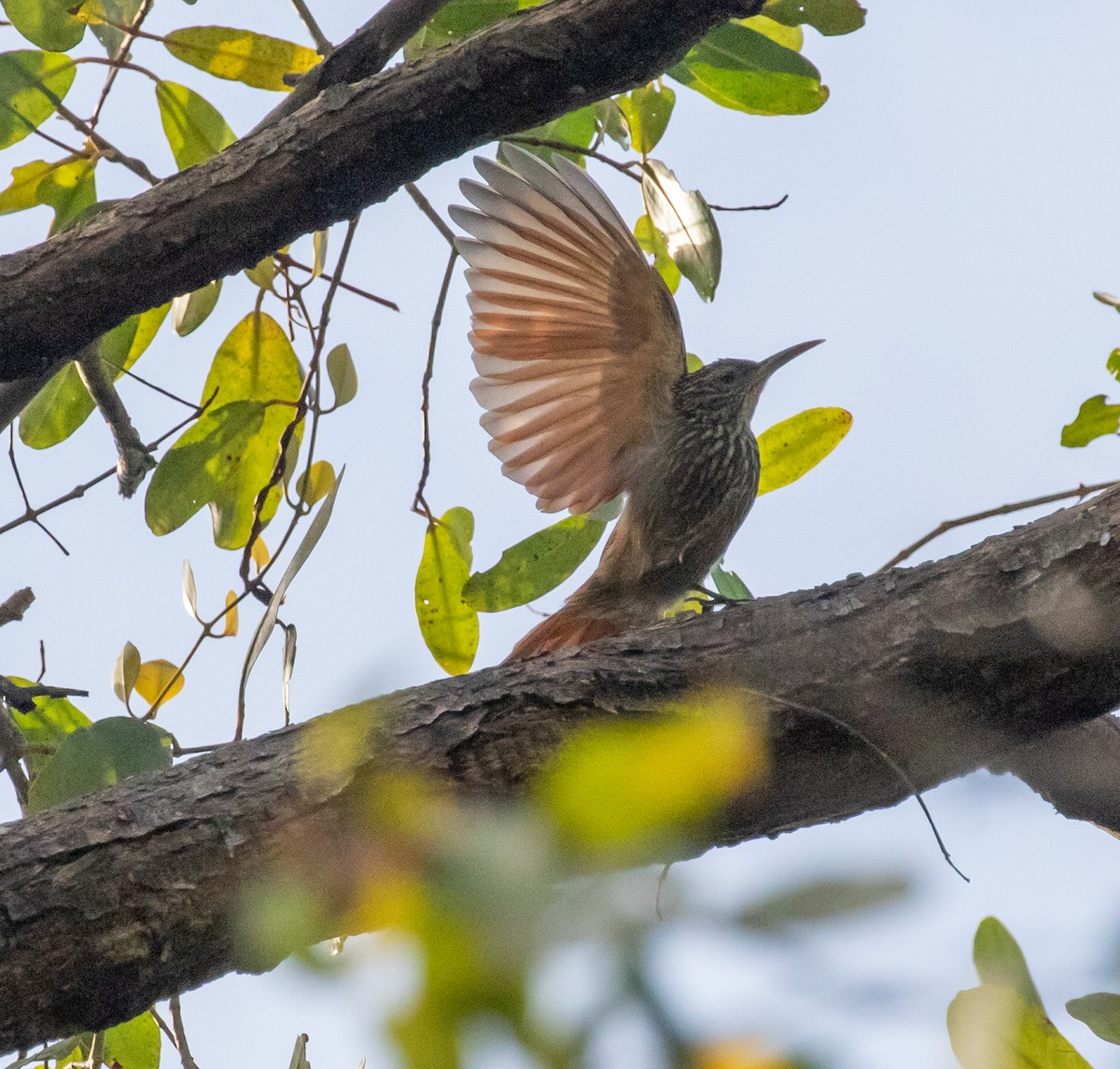 Cocoa Woodcreeper - ML647360083