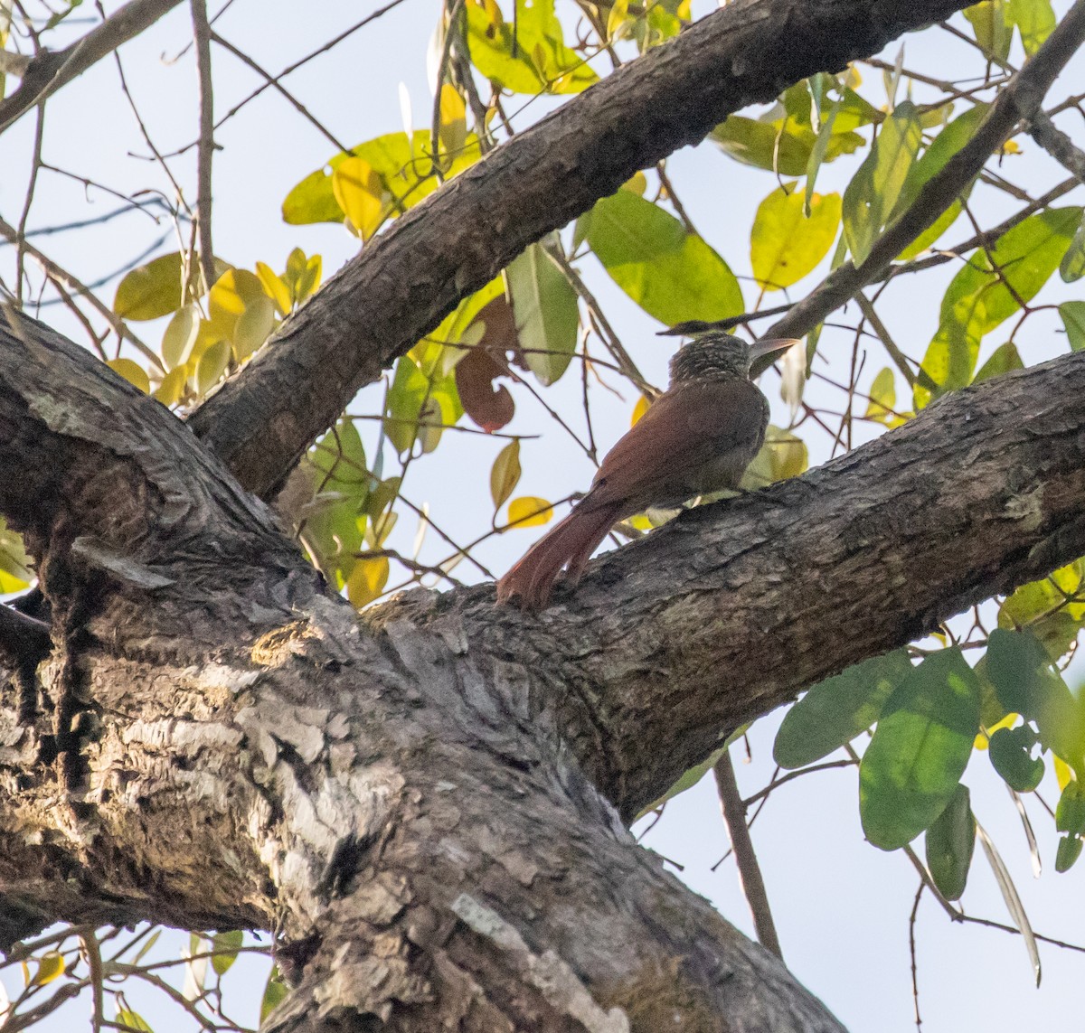 Cocoa Woodcreeper - ML647360084