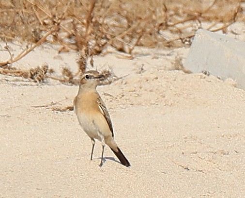 Wüstensteinschmätzer - ML647360089