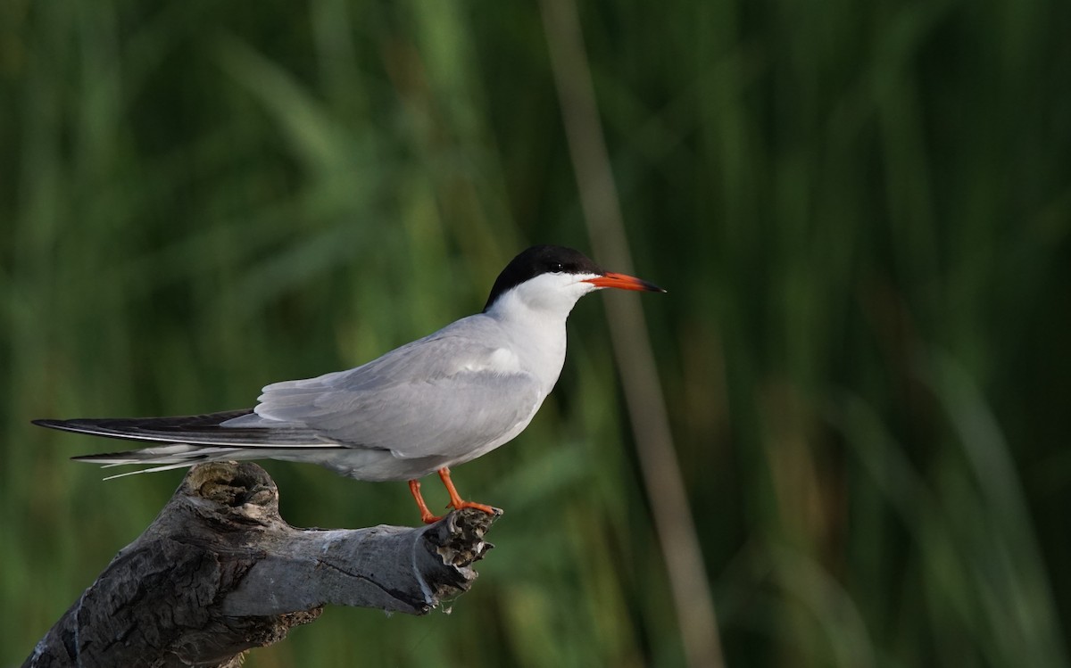 Common Tern - ML647360091