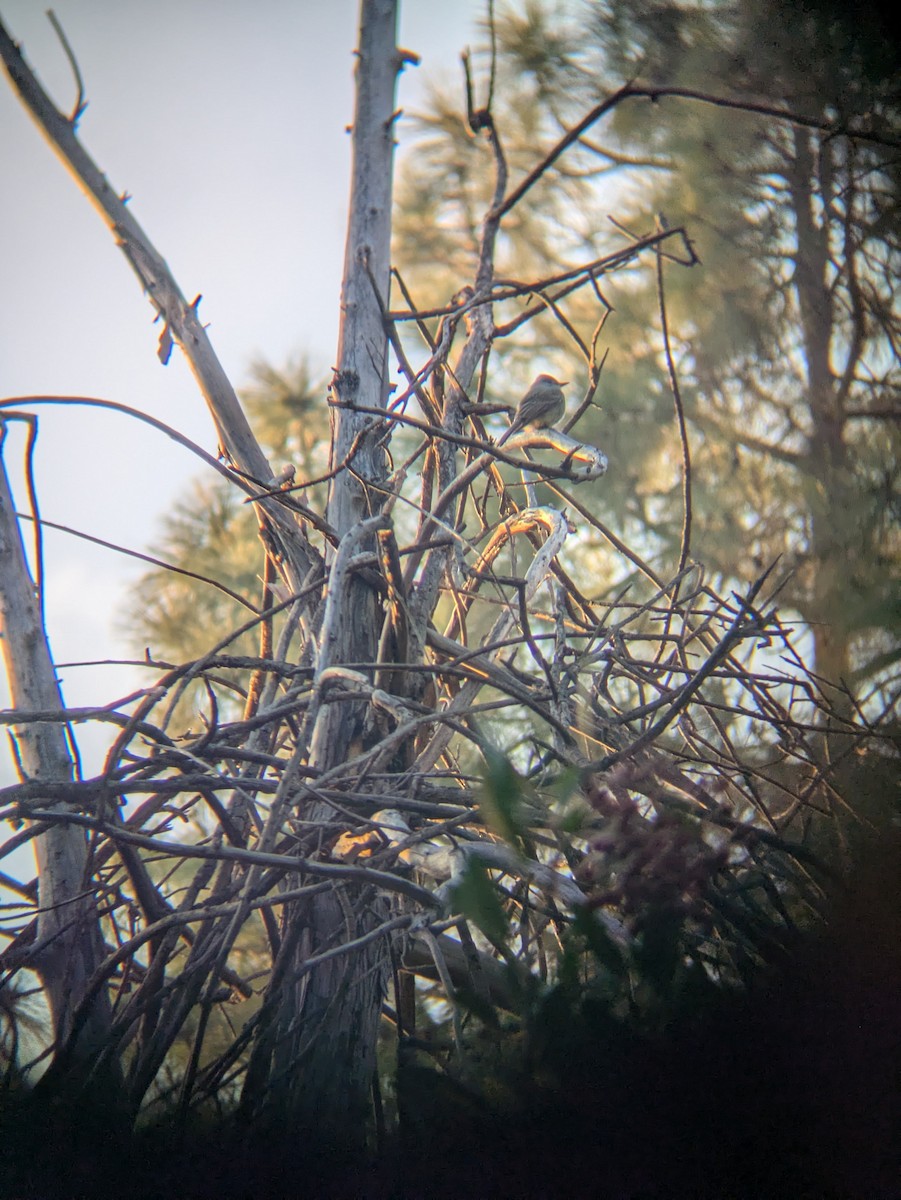 Greater Pewee - ML647360099
