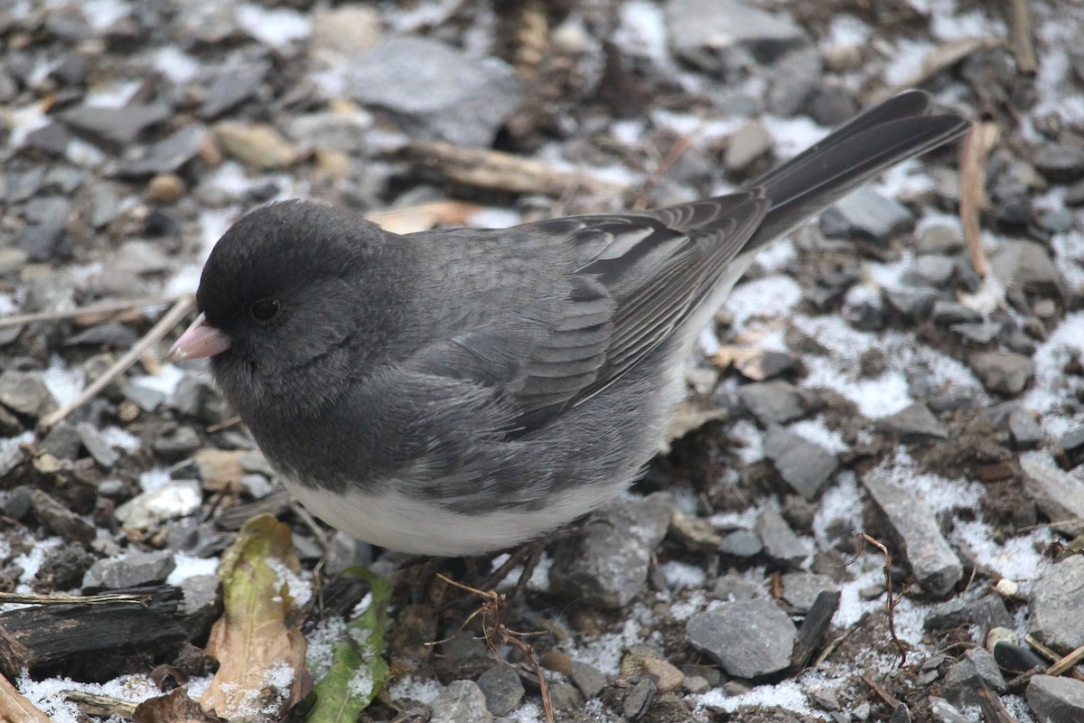Dark-eyed Junco - ML647360108
