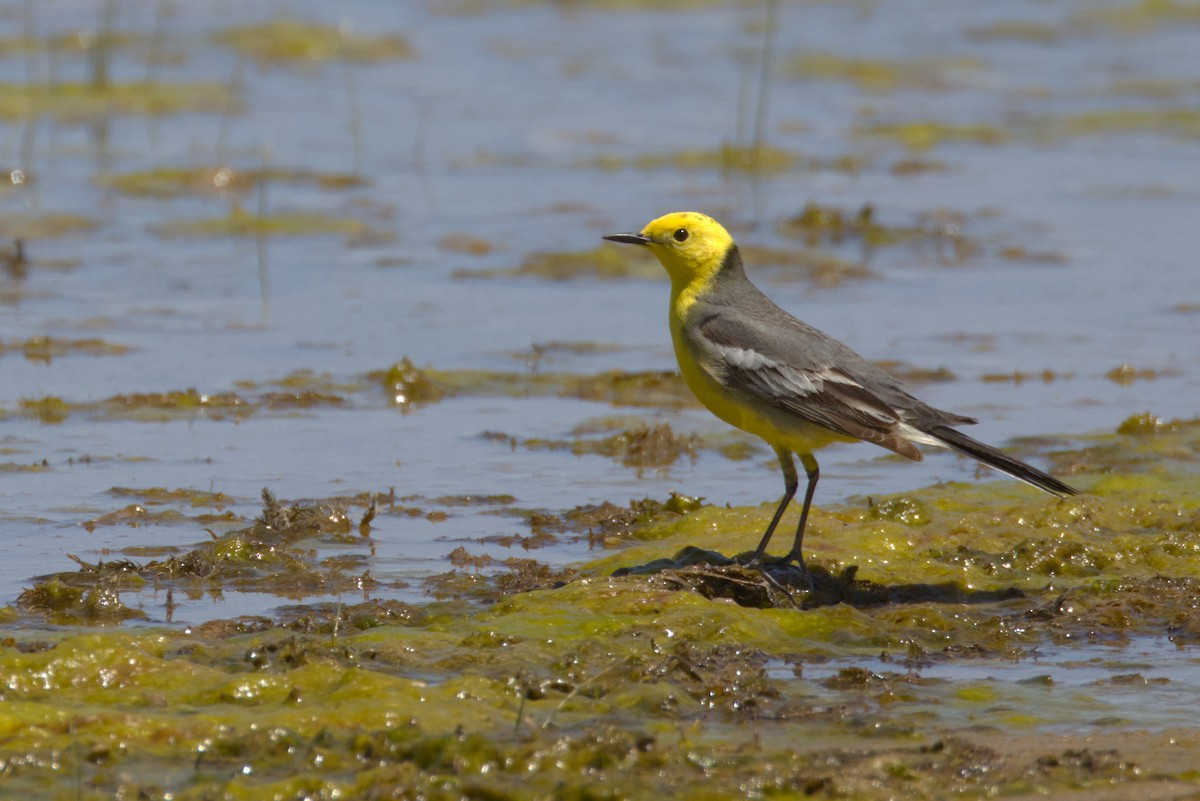 Citrine Wagtail (Gray-backed) - ML647360110