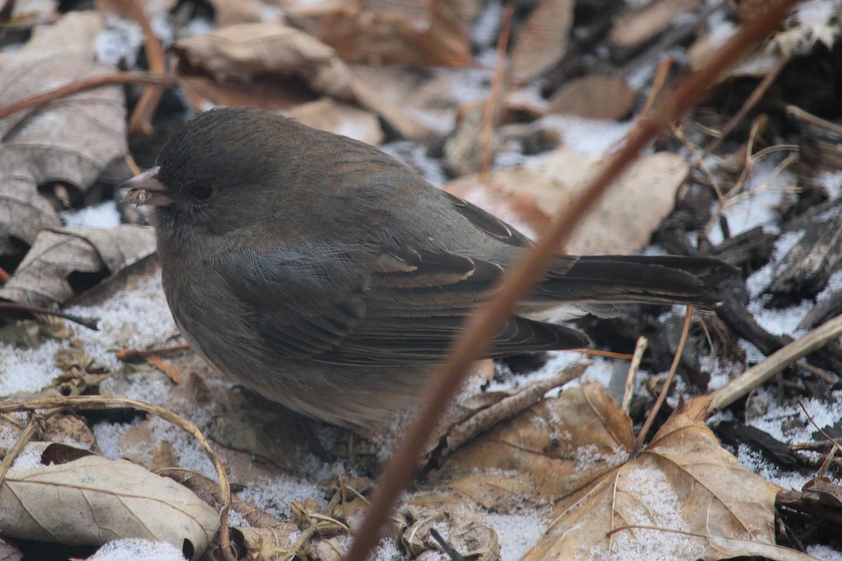 Dark-eyed Junco - ML647360111