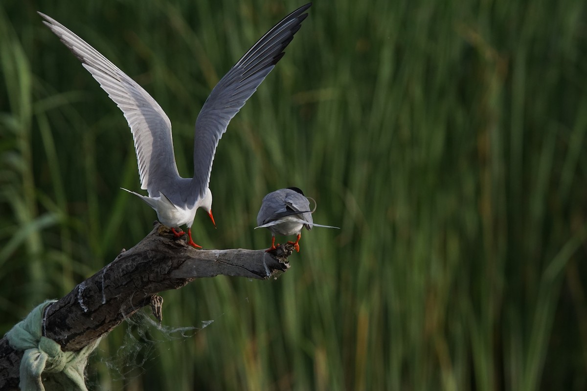 Common Tern - ML647360116