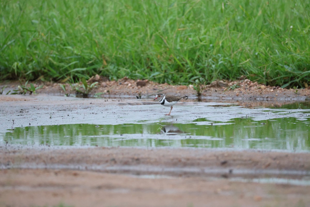Three-banded Plover - ML647360128