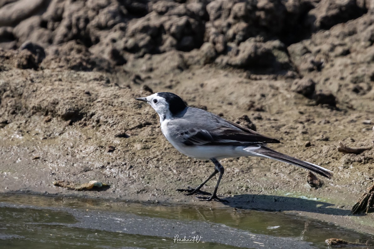 linerle - ML647360130