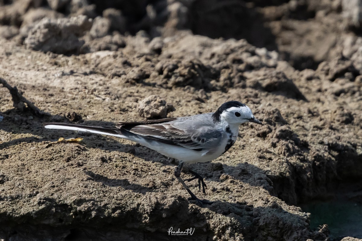 linerle - ML647360132