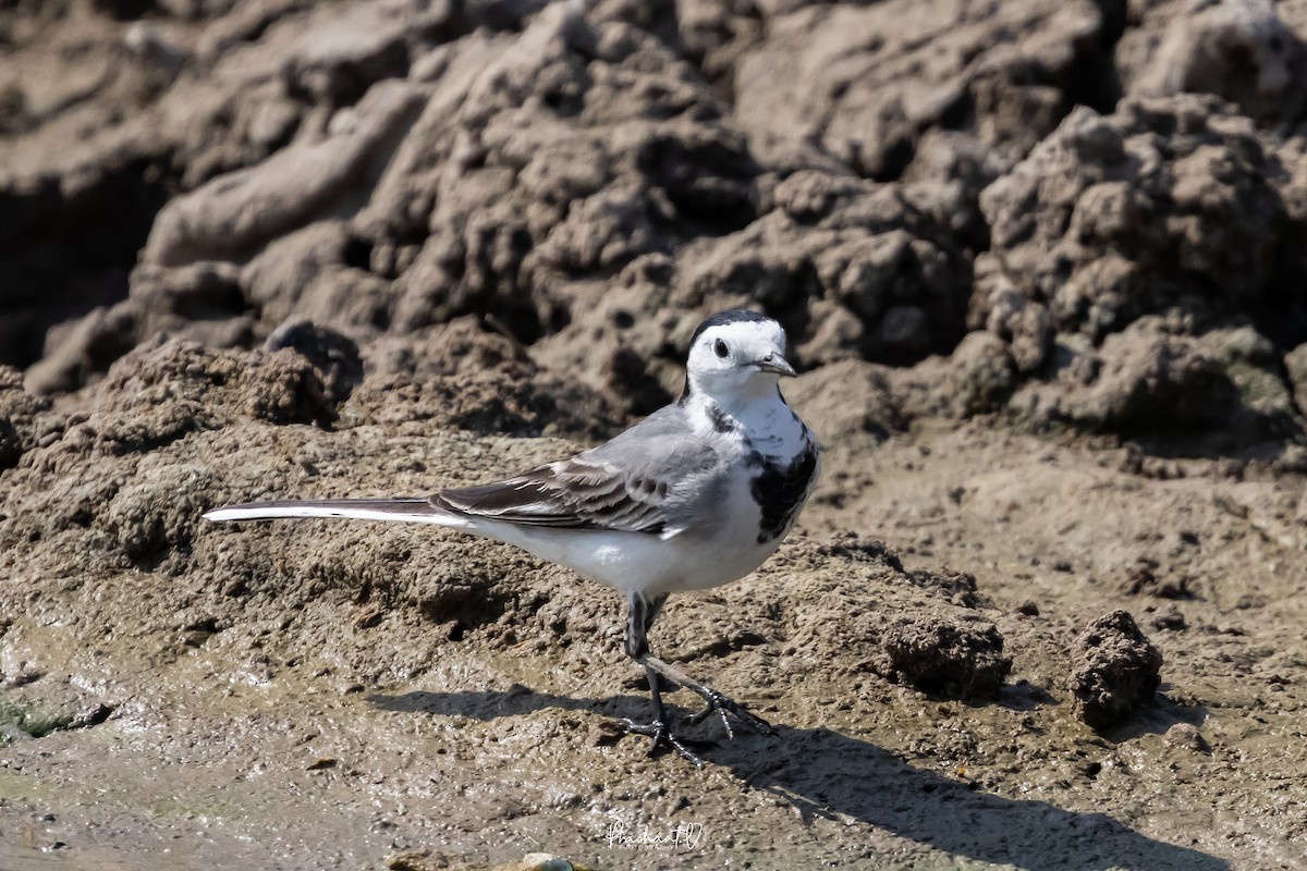 linerle - ML647360133