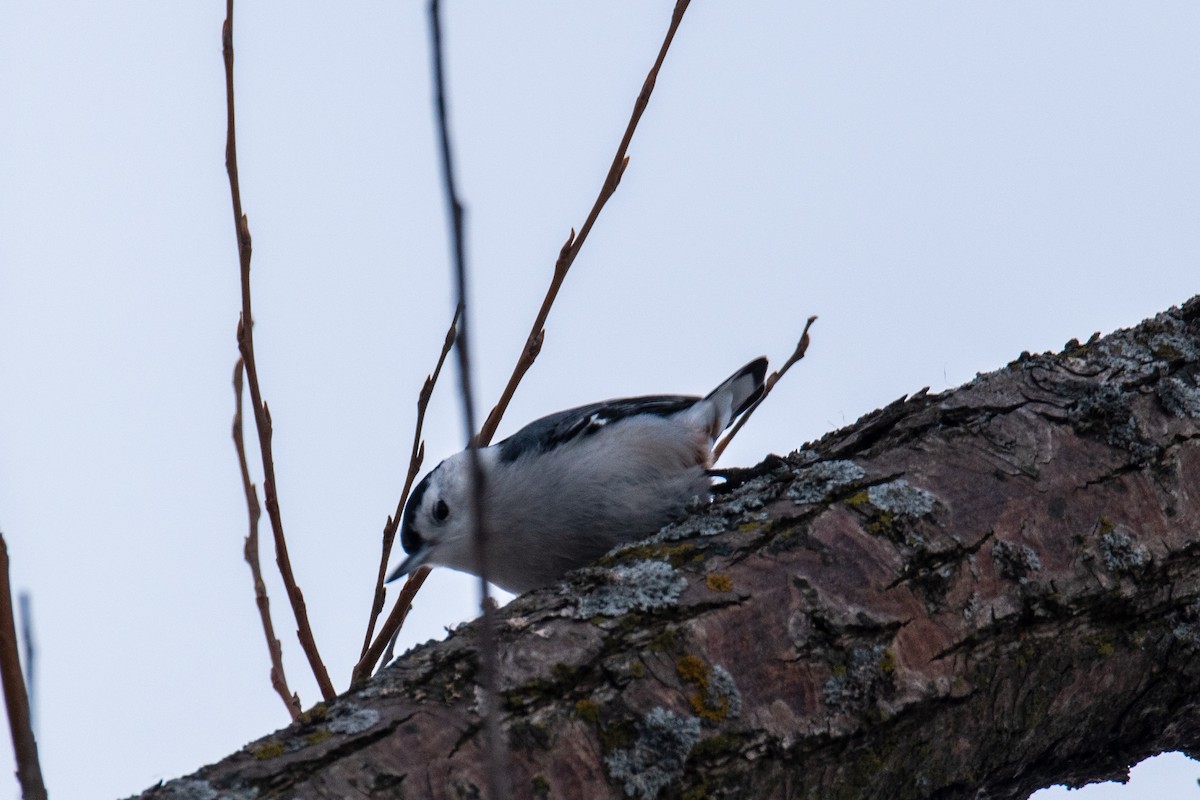 Weißbrustkleiber - ML647360138