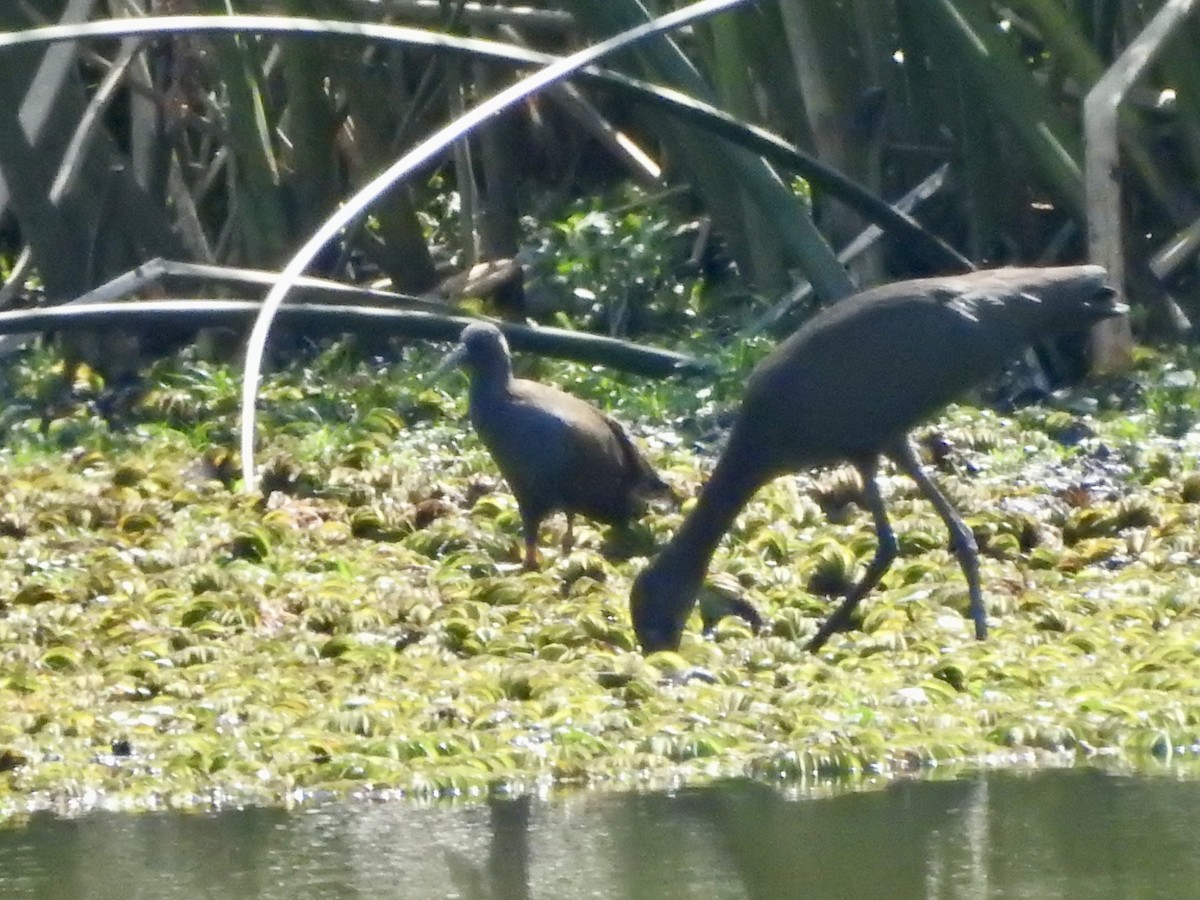 Kurşuni Sukılavuzu - ML647360150