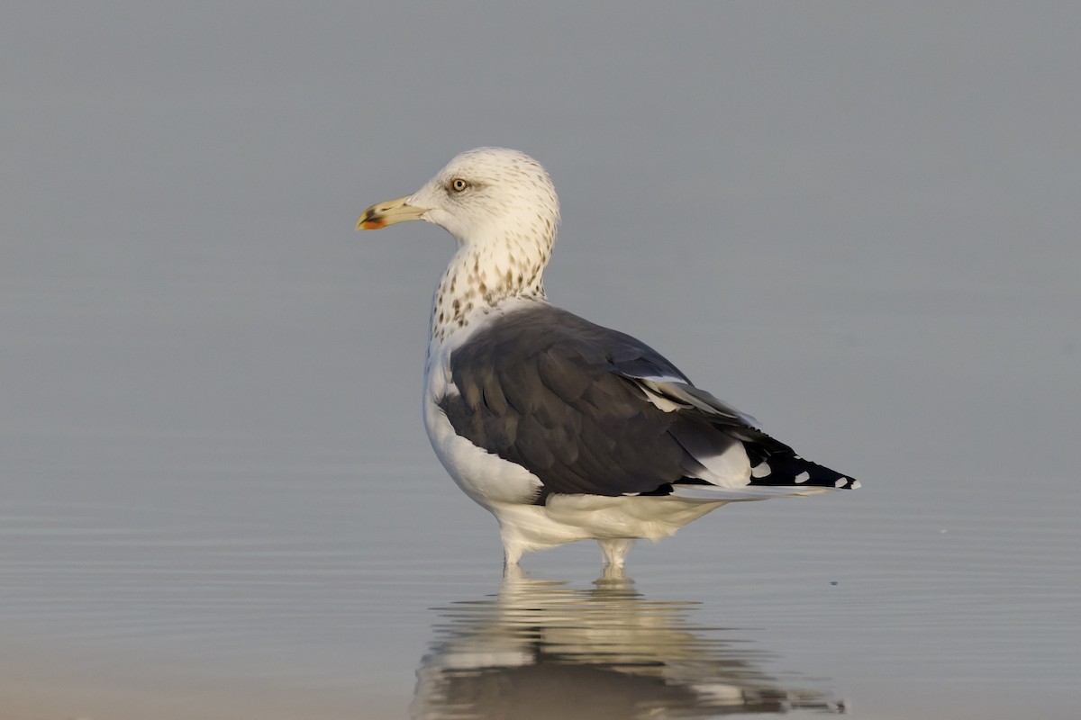 Kara Sırtlı Martı (heuglini) - ML647360155