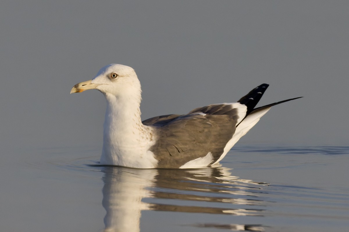 Kara Sırtlı Martı (barabensis) - ML647360169