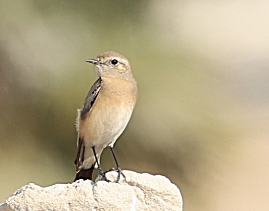 Wüstensteinschmätzer - ML647360172