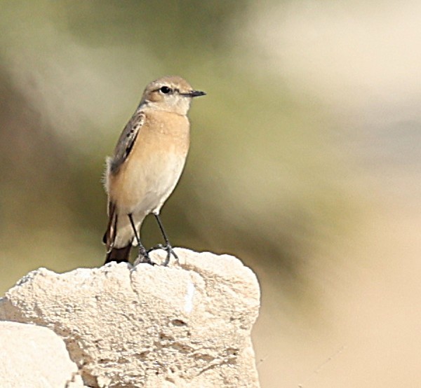 Wüstensteinschmätzer - ML647360173