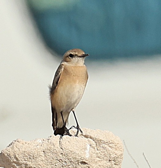 Wüstensteinschmätzer - ML647360174