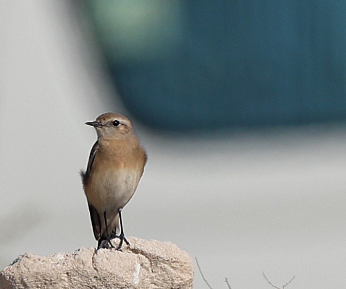 Wüstensteinschmätzer - ML647360175