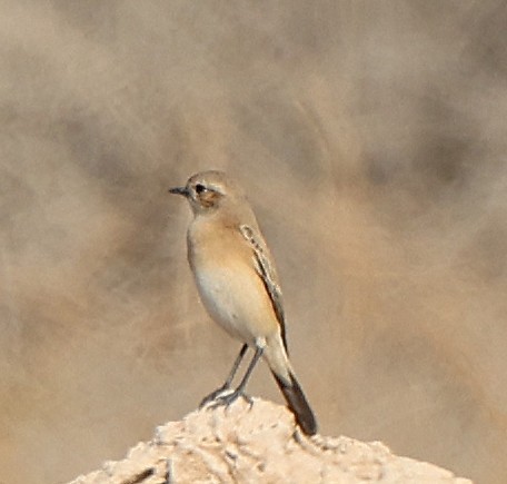 Wüstensteinschmätzer - ML647360176