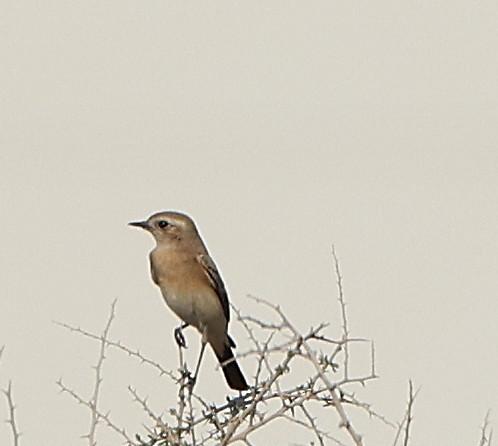 Wüstensteinschmätzer - ML647360177