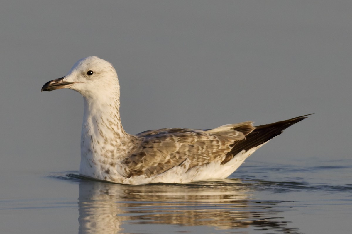 Kara Sırtlı Martı - ML647360181