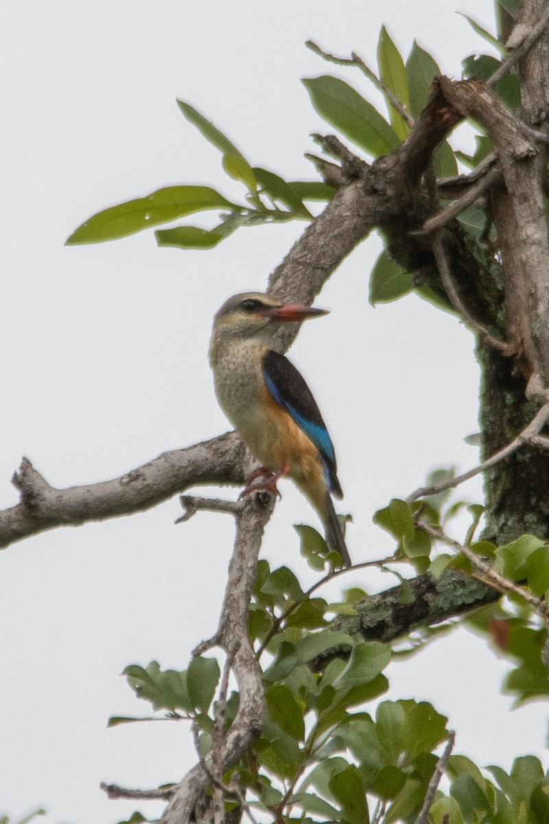 Gray-headed Kingfisher - ML647360186