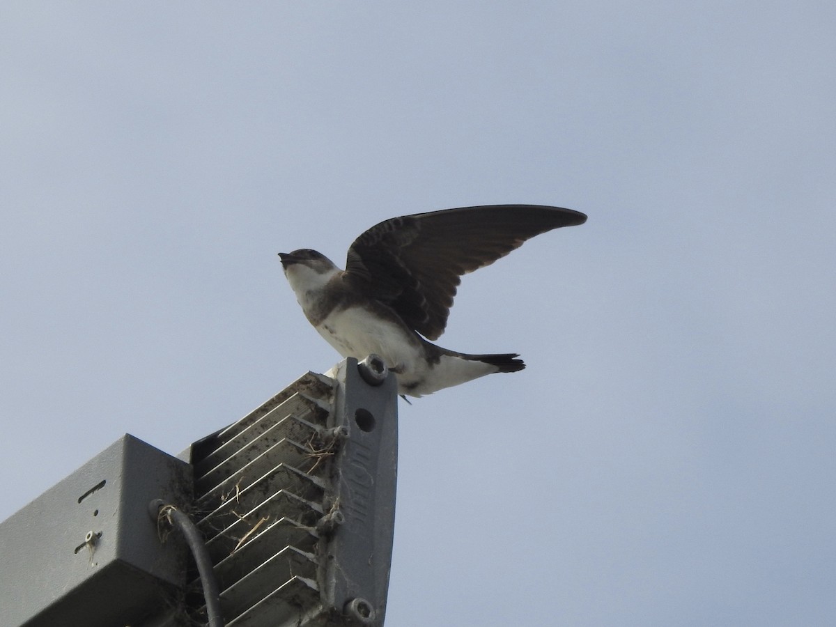 Brown-chested Martin - ML647360196