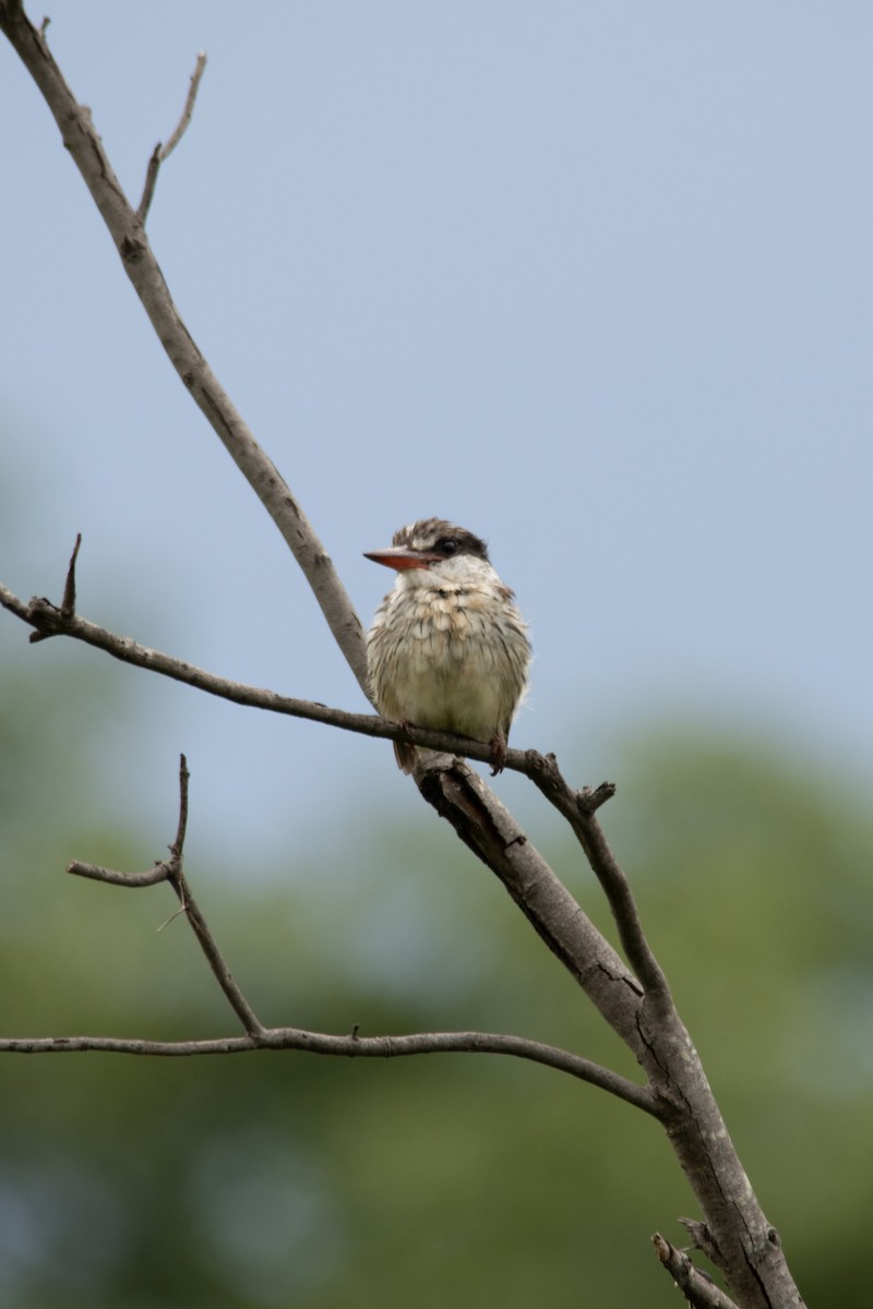 Striped Kingfisher - ML647360198
