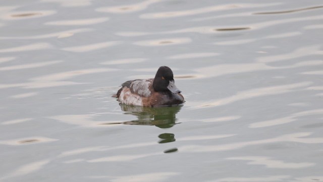 小斑背潛鴨 - ML647360218