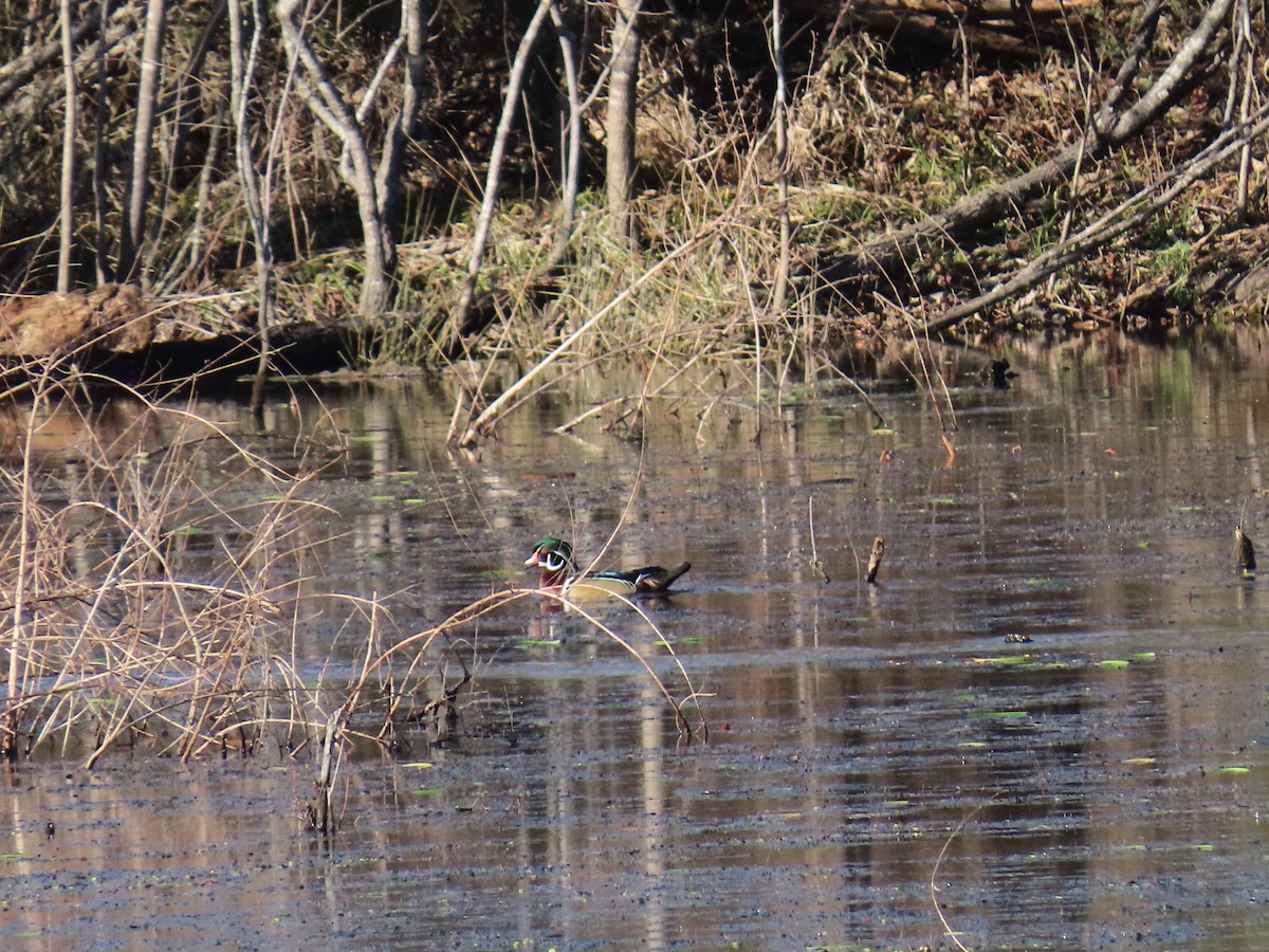 Canard branchu - ML647360236