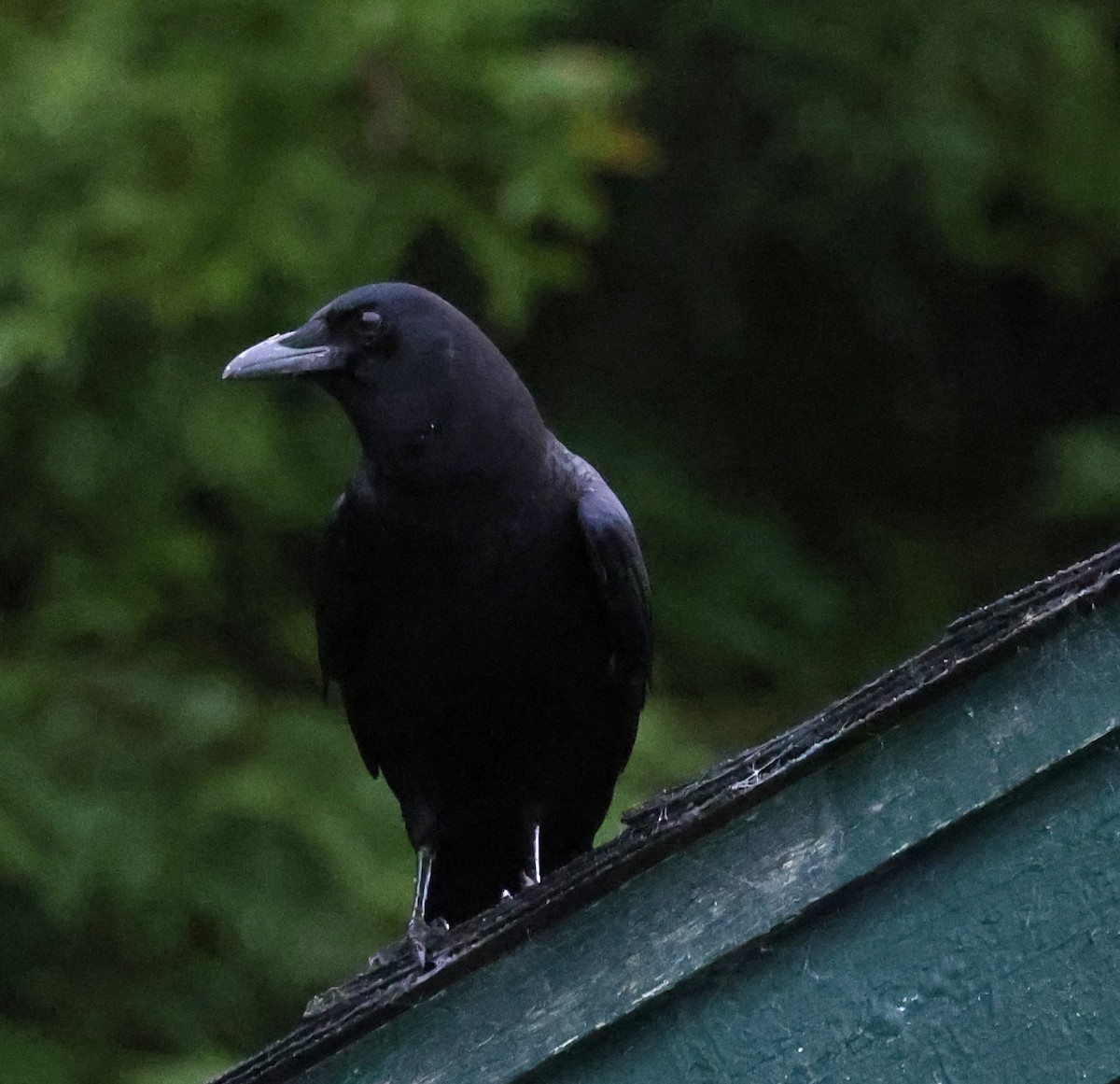 Corneille d'Amérique - ML647360239