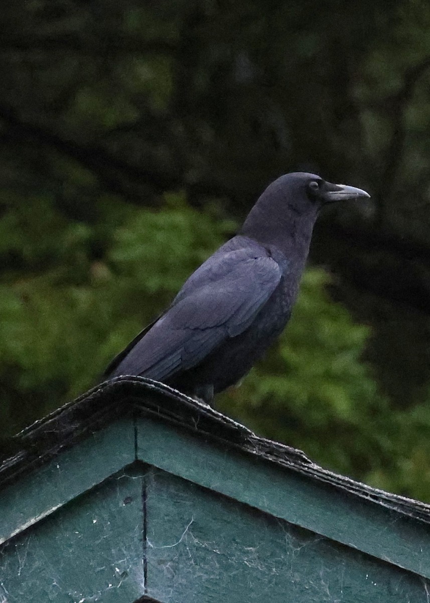 Corneille d'Amérique - ML647360240