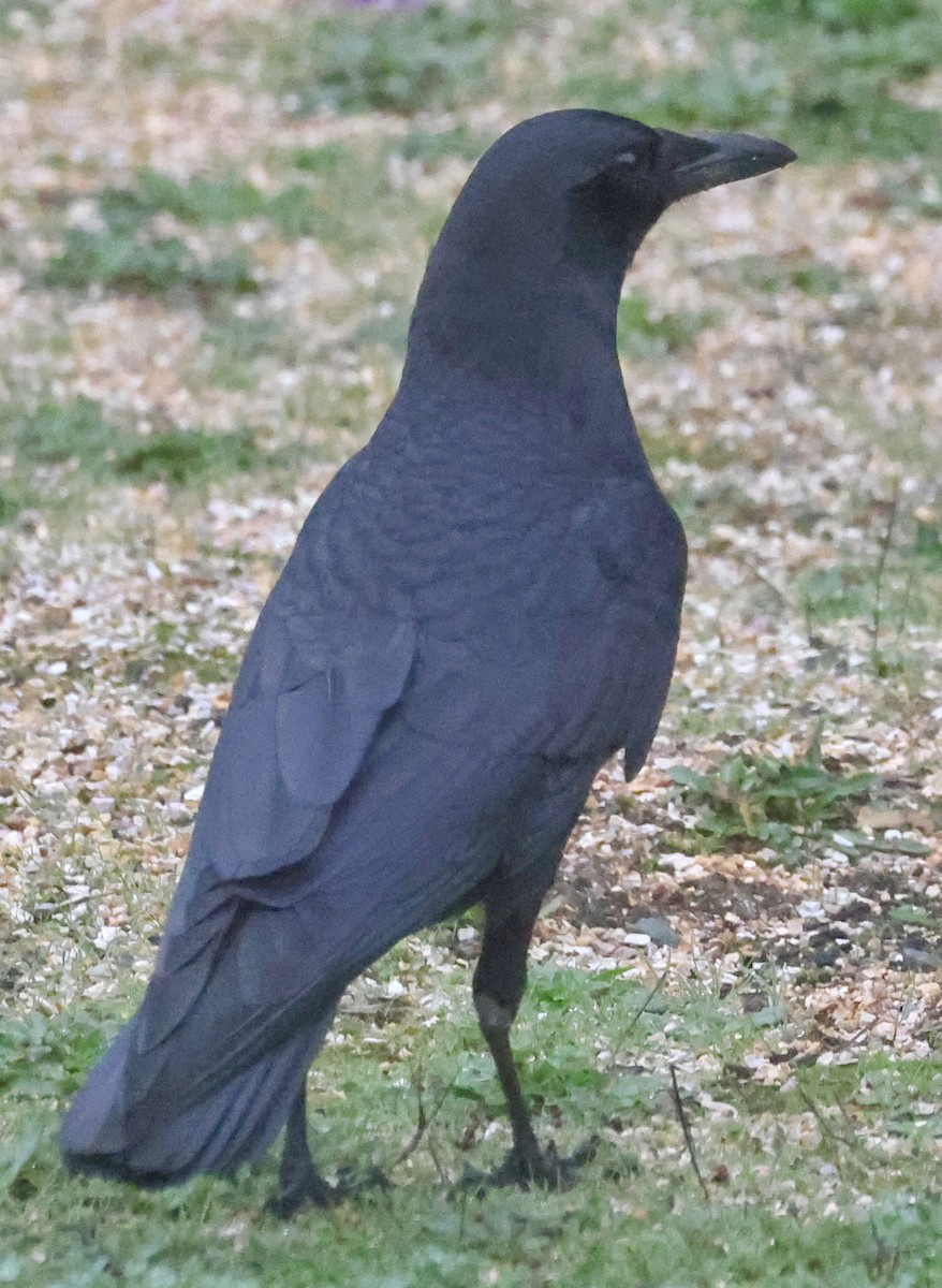 Corneille d'Amérique - ML647360241