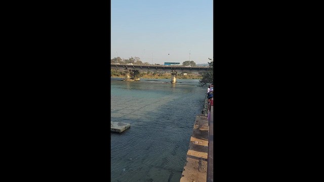 斑翡翠 - ML647360250