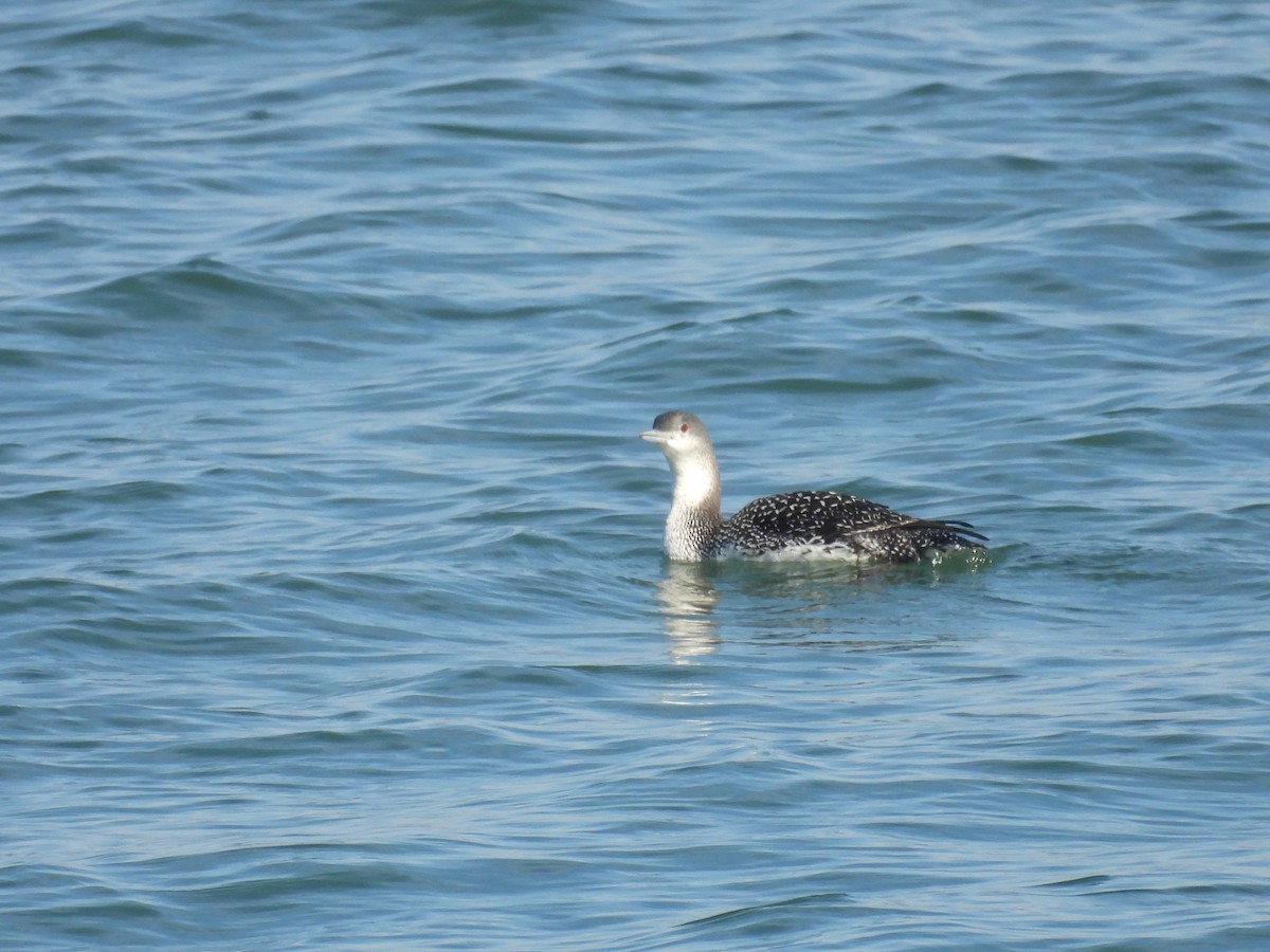 Colimbo Chico - ML647360290