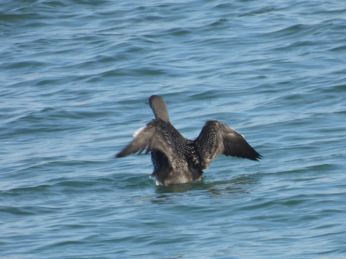 Colimbo Chico - ML647360291