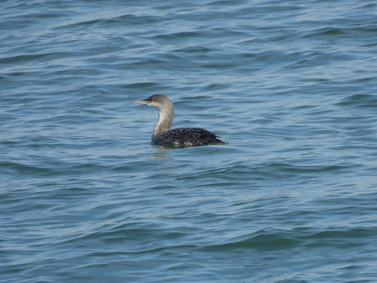 Colimbo Chico - ML647360292