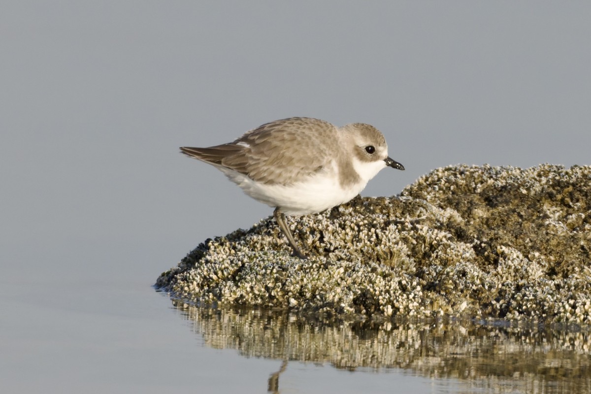 Tibetan Sand-Plover - ML647360298