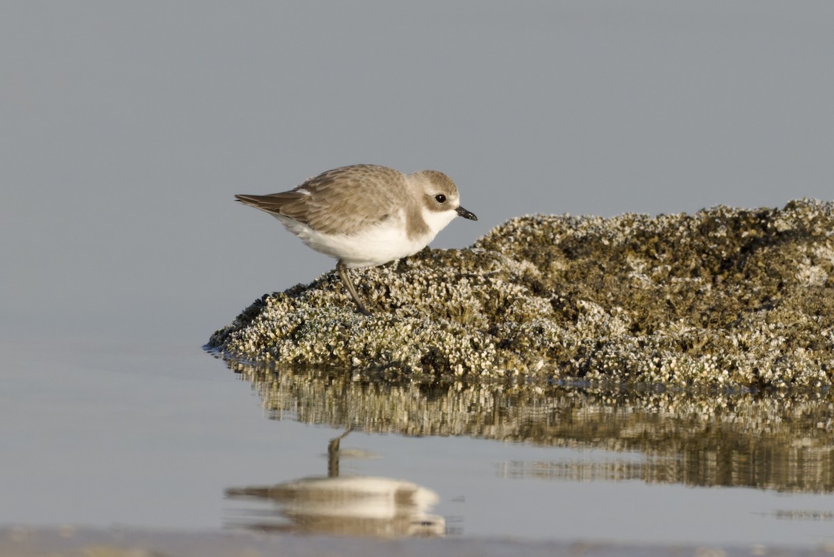 Tibetan Sand-Plover - ML647360299