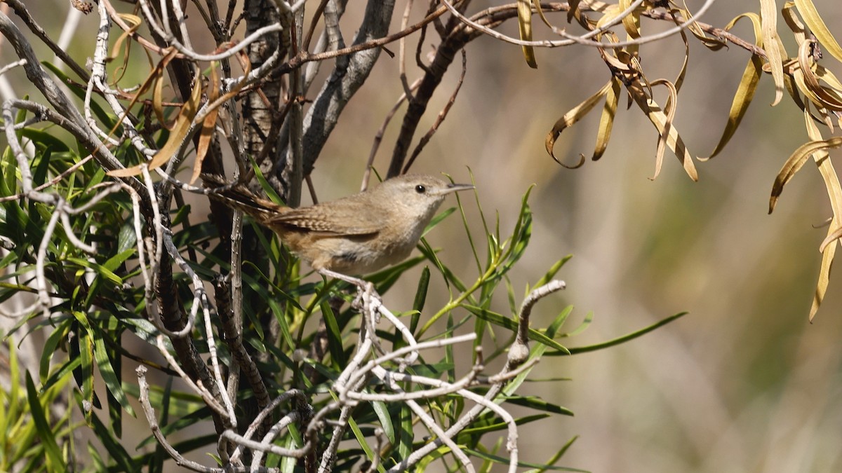 Southern House Wren - ML647360300