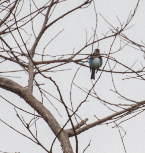 Golden-hooded Tanager - ML647360310