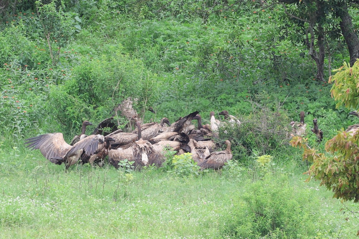 White-backed Vulture - ML647360321