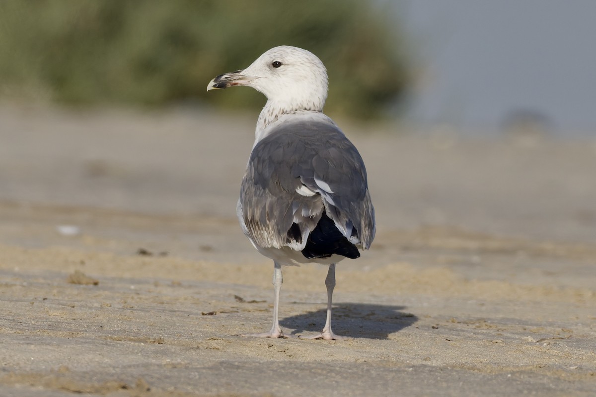 Kara Sırtlı Martı - ML647360326