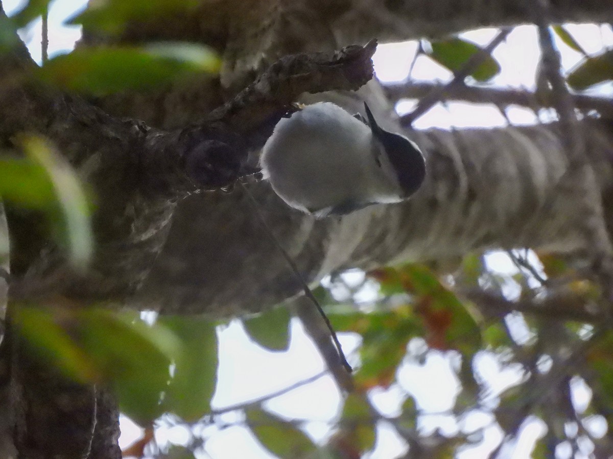 Weißbrustkleiber - ML647360329