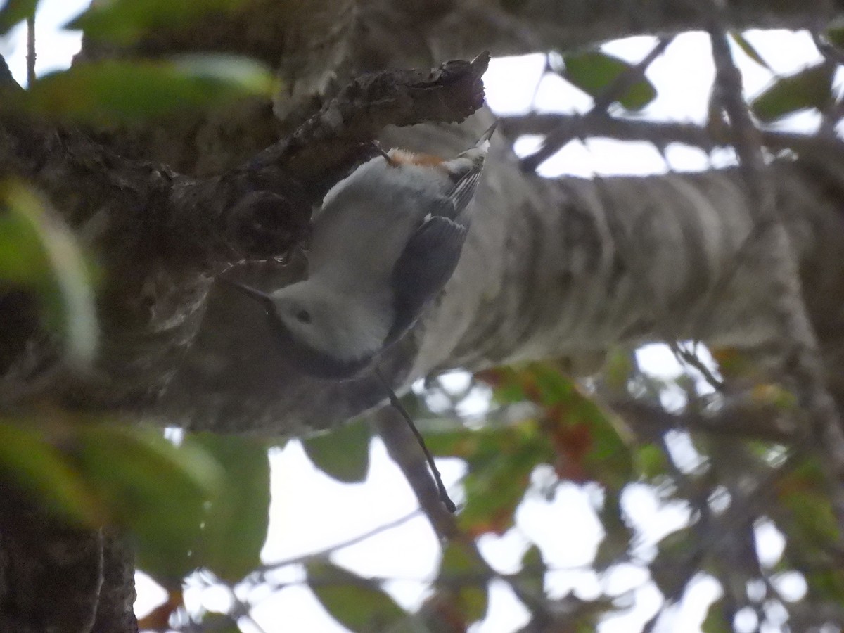 Weißbrustkleiber - ML647360332