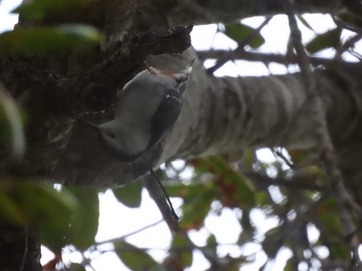 Weißbrustkleiber - ML647360336