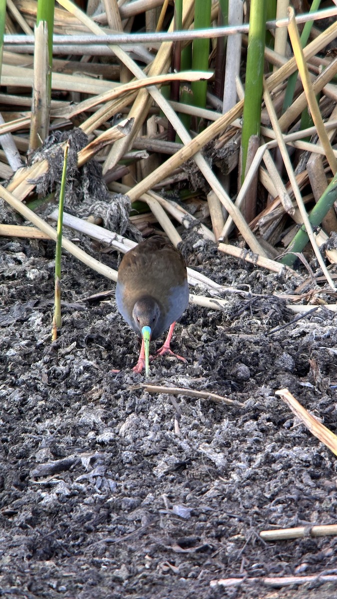 Kurşuni Sukılavuzu - ML647360338